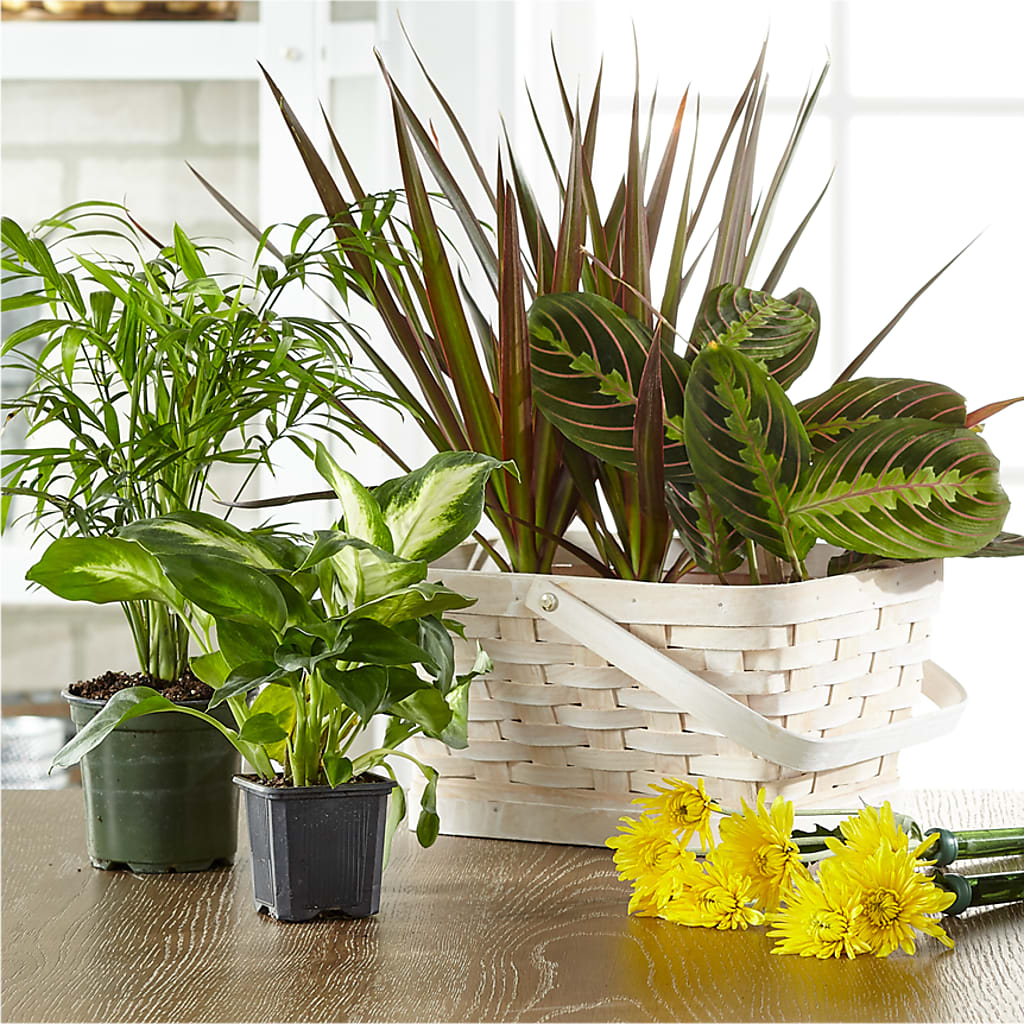 Florist Designed Blooming and Green Plants in a Basket – Farmington Center Florist Inc, Farmington MI