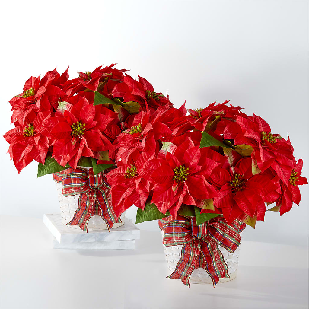 Happiest Holidays Poinsettia Bundle – Farmington Center Florist Inc, Farmington MI