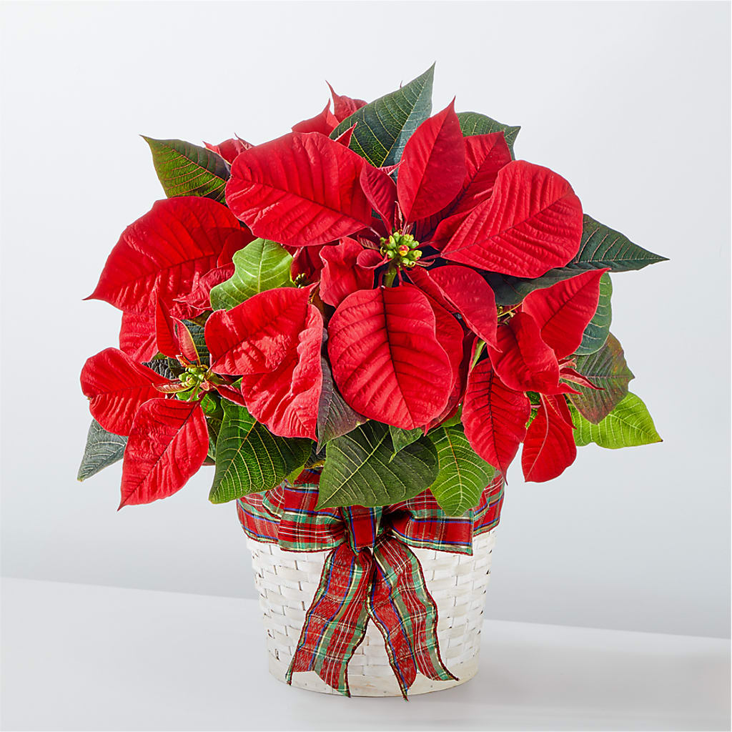 Happiest Holidays Poinsettia – Farmington Center Florist Inc, Farmington MI