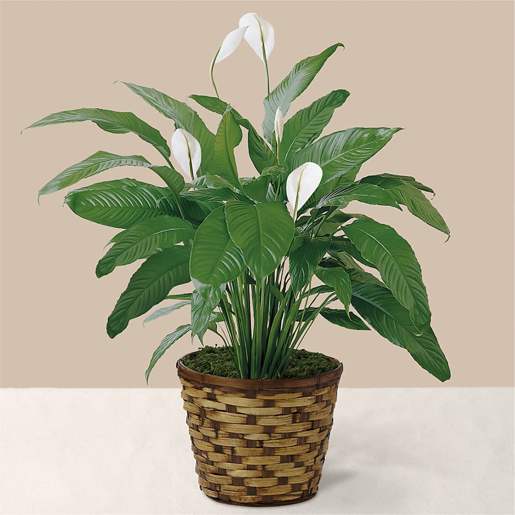 Tranquil Moments Peace Lily Plant – Farmington Center Florist Inc, Farmington MI