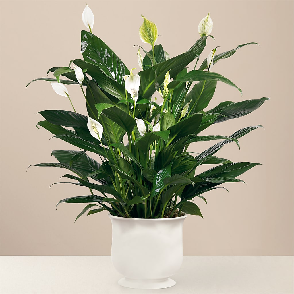 Comfort Planter – Farmington Center Florist Inc, Farmington MI