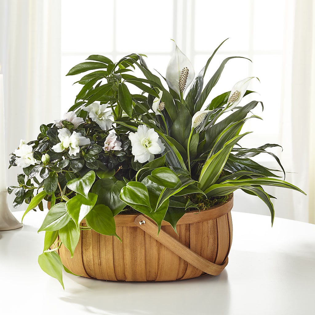 Serene Dishgarden – Farmington Center Florist Inc, Farmington MI
