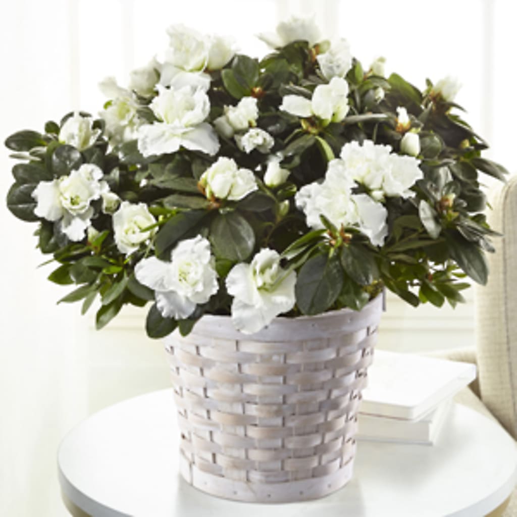 White Azalea Plant – Farmington Center Florist Inc, Farmington MI