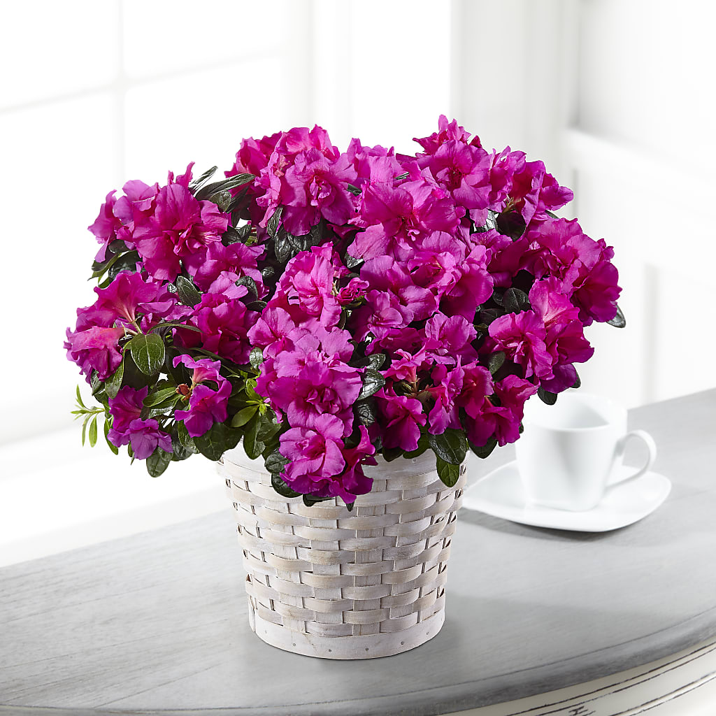 Hope & Serenity Azalea Plant – Farmington Center Florist Inc, Farmington MI