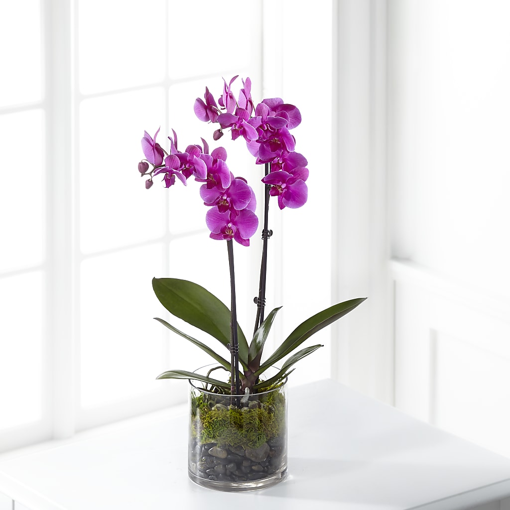 Pink Orchid Plant – Farmington Center Florist Inc, Farmington MI