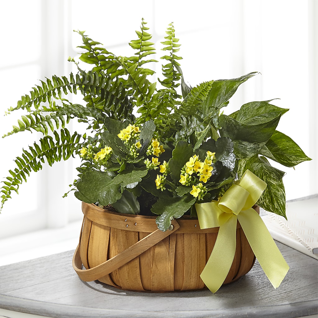 Always Dear Dishgarden – Farmington Center Florist Inc, Farmington MI