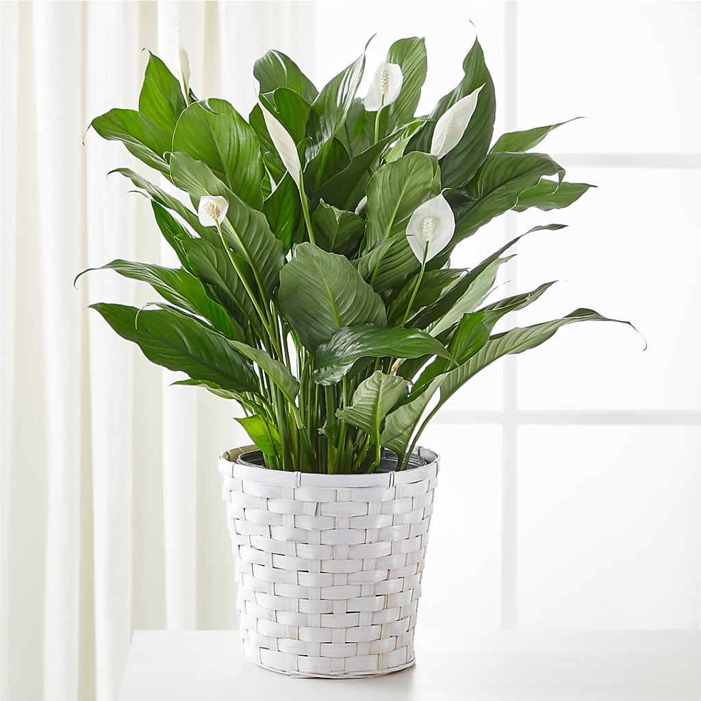 A New Leaf Peace Lily – Farmington Center Florist Inc, Farmington MI