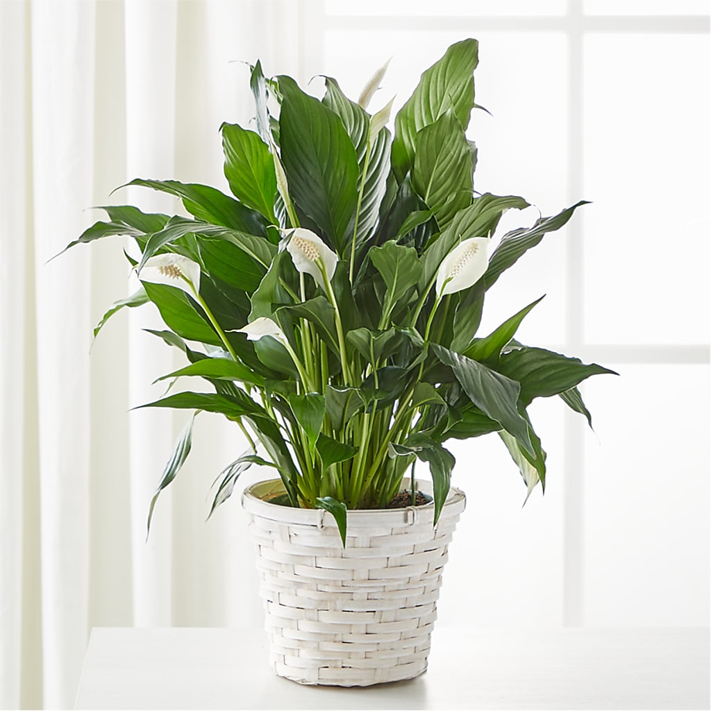 A New Leaf Peace Lily – Farmington Center Florist Inc, Farmington MI