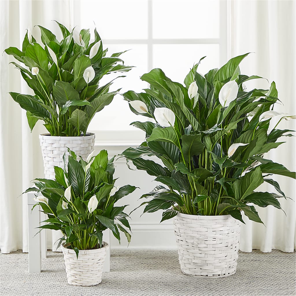A New Leaf Peace Lily – Farmington Center Florist Inc, Farmington MI