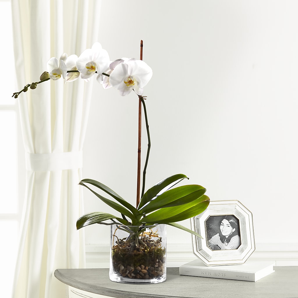 White Orchid Planter – Farmington Center Florist Inc, Farmington MI
