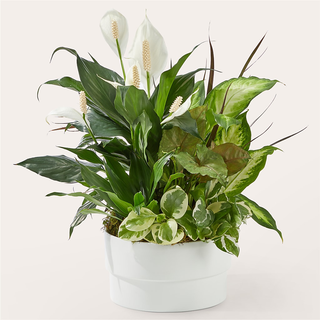 Radiating Positivity Dishgarden – Farmington Center Florist Inc, Farmington MI