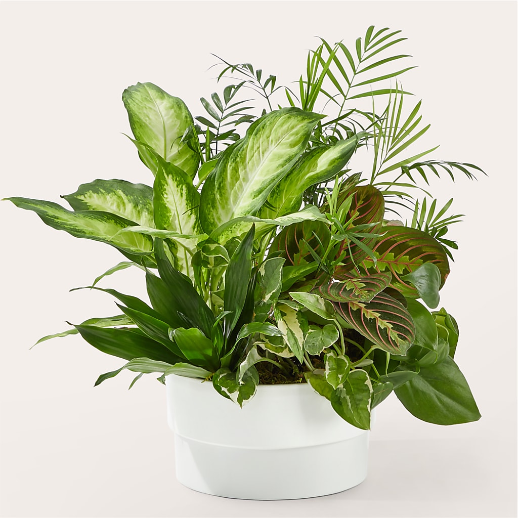 Radiating Positivity Dishgarden – Farmington Center Florist Inc, Farmington MI