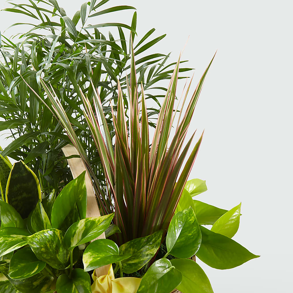 French Garden –  Farmington Center Florist Inc, Farmington MI