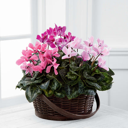 Mixed Cyclamen Planter –  Farmington Center Florist Inc, Farmington MI