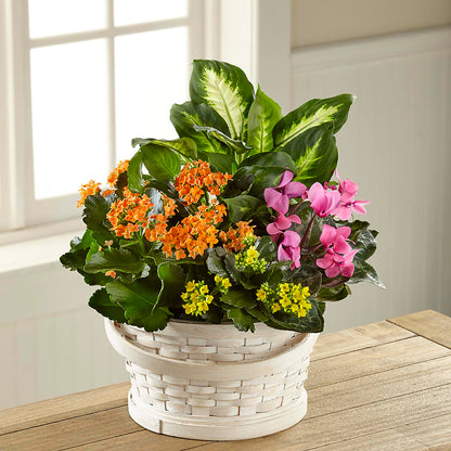 Color Crush Dishgarden –  Farmington Center Florist Inc, Farmington MI