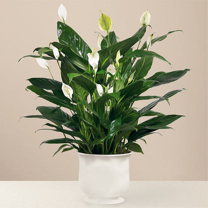 Comfort Planter –  Farmington Center Florist Inc, Farmington MI