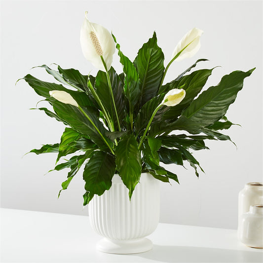 Comfort Planter –  Farmington Center Florist Inc, Farmington MI