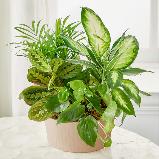 Balance & Harmony Dishgarden –  Farmington Center Florist Inc, Farmington MI