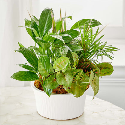 Balance & Harmony Dishgarden –  Farmington Center Florist Inc, Farmington MI