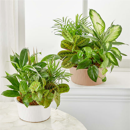 Balance & Harmony Dishgarden –  Farmington Center Florist Inc, Farmington MI