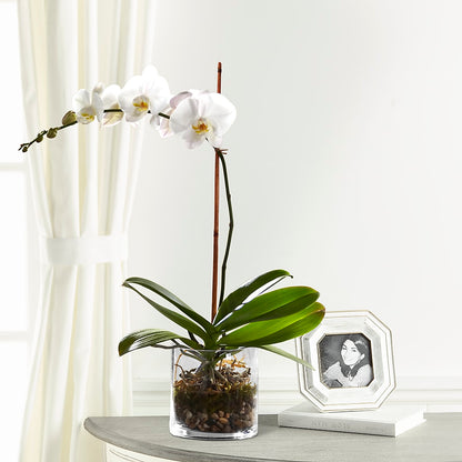 White Orchid Planter –  Farmington Center Florist Inc, Farmington MI