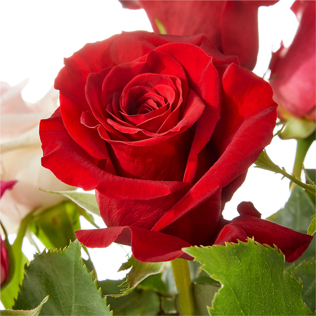 Love Notes Rose Bouquet –  Farmington Center Florist Inc, Farmington MI